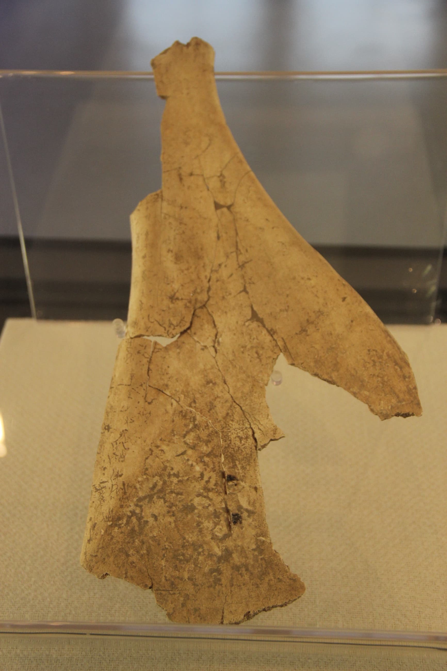 Inscribed ox scapula from Yinxu showing late Shang oracle-bone writing