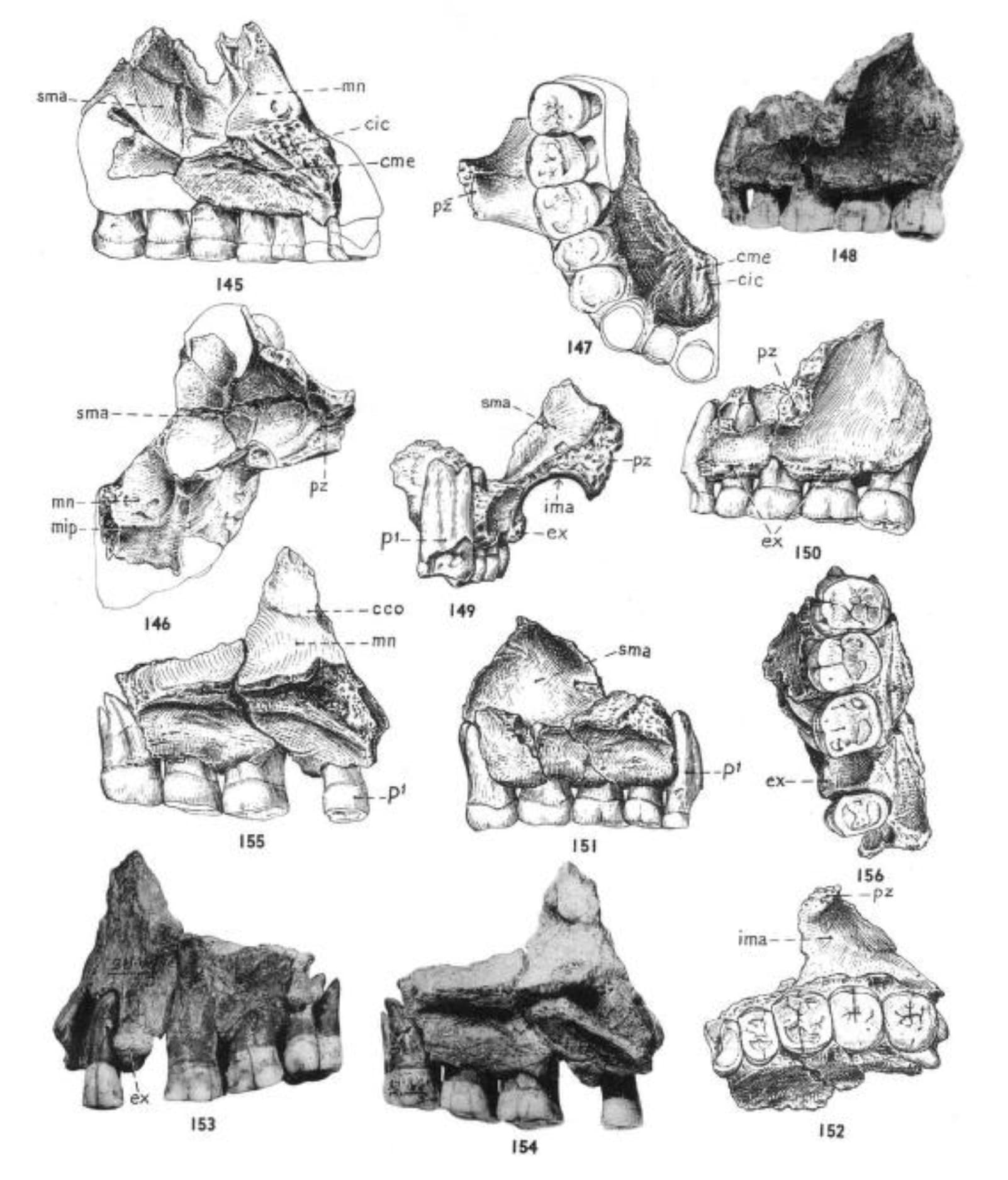 Franz Weidenreich's published drawings of Peking Man maxillae
