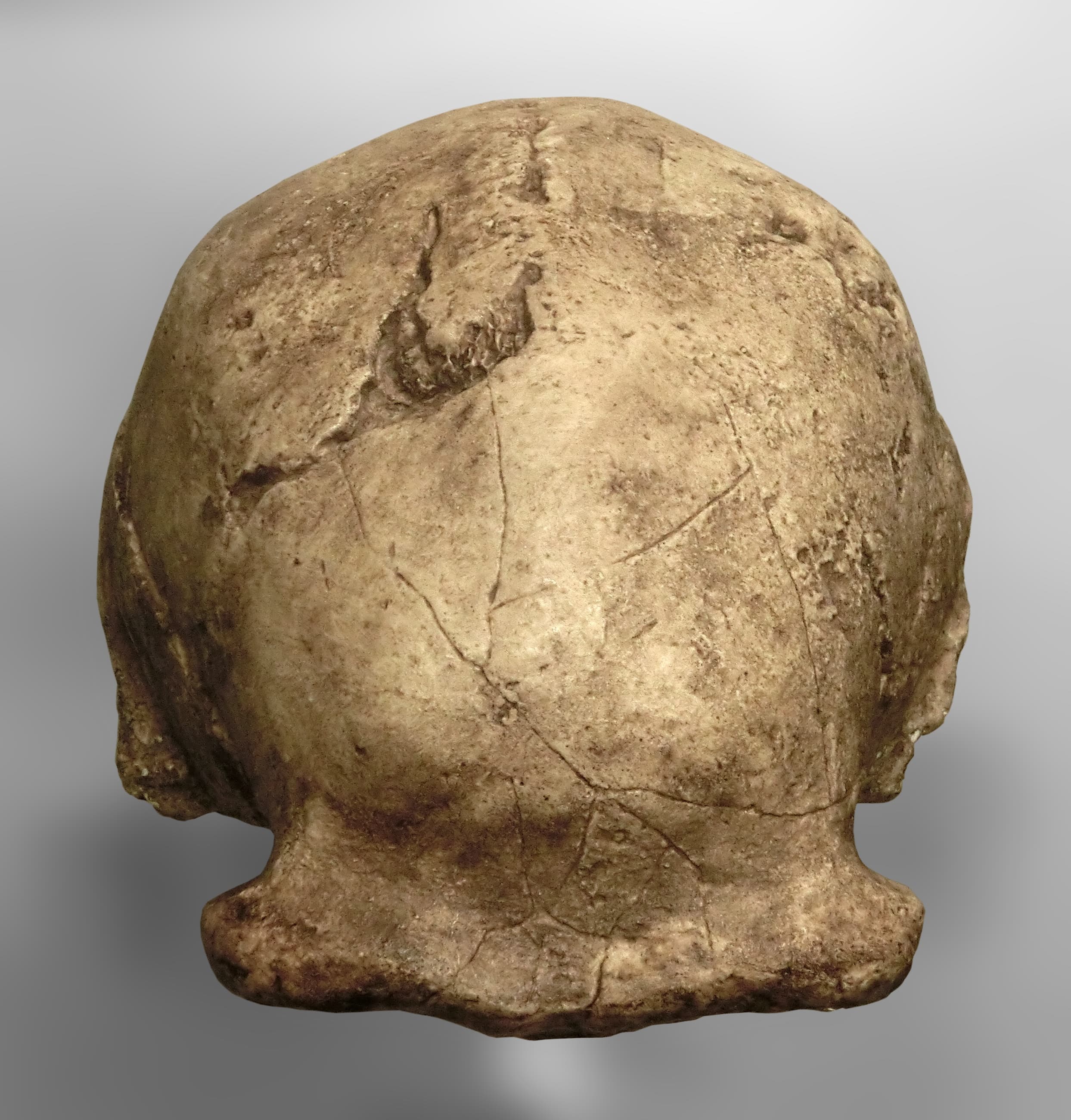 Museum cast of a Peking Man skullcap