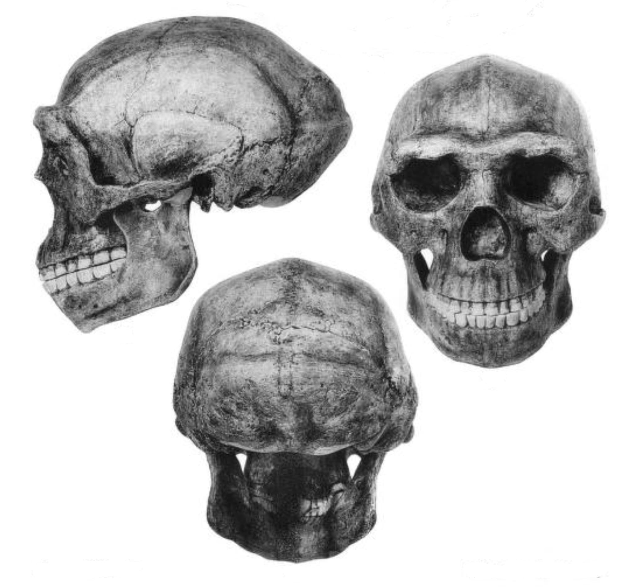Franz Weidenreich's published drawing of Peking Man cranial material