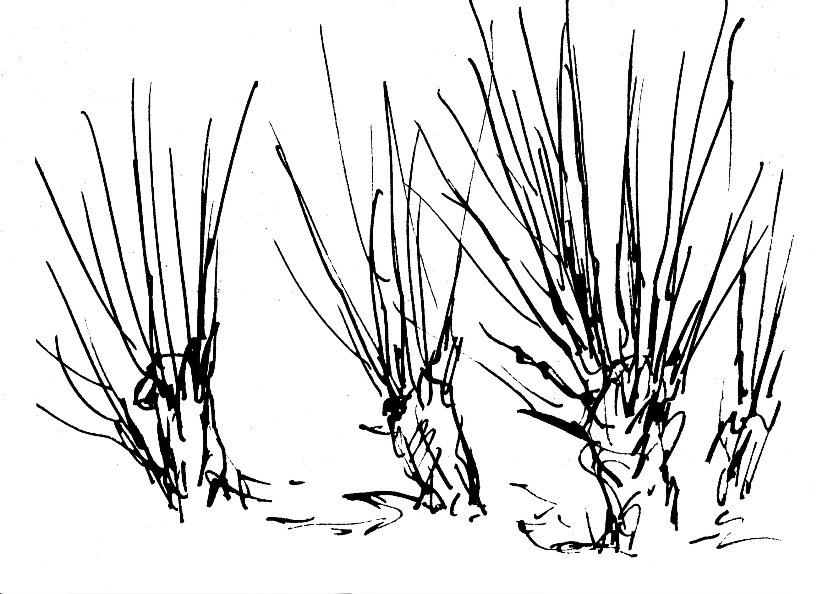 Illustration of blue sandalwood cultivation