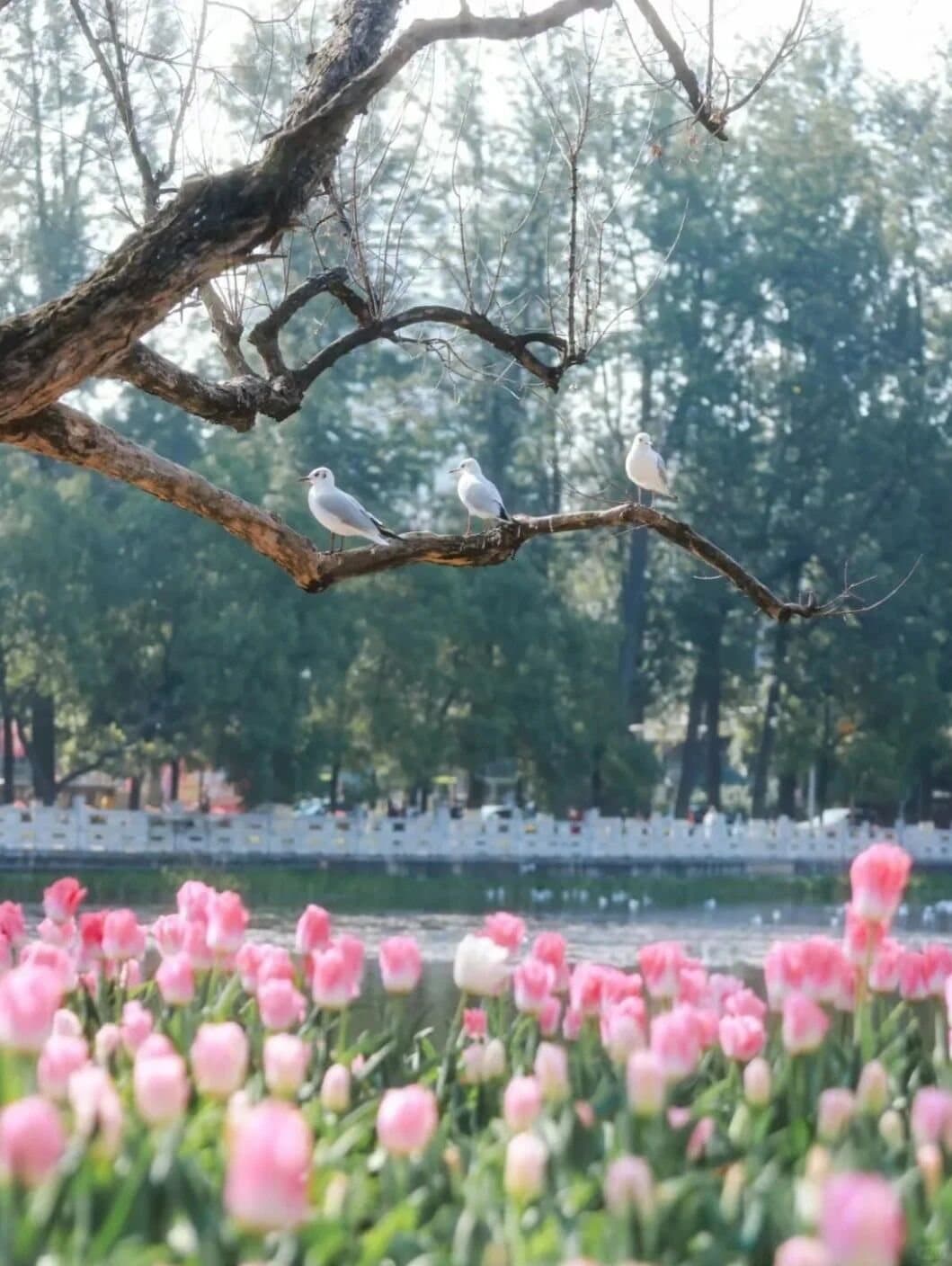 Green Lake Kunming — pink lotus flowers beneath old branches
