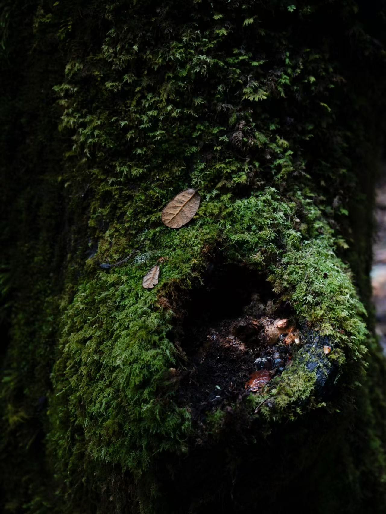 Seasonal Mushroom Search