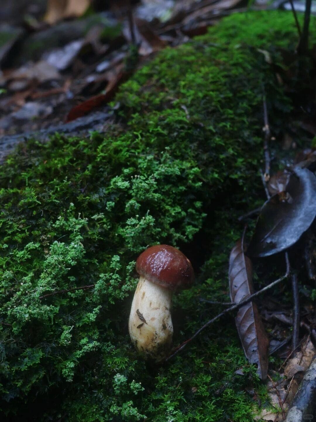 Dali Wild Mushroom Foraging Day Trip
