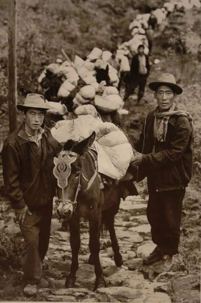 Ancient Tea Horse Road — an archival image of a horse caravan