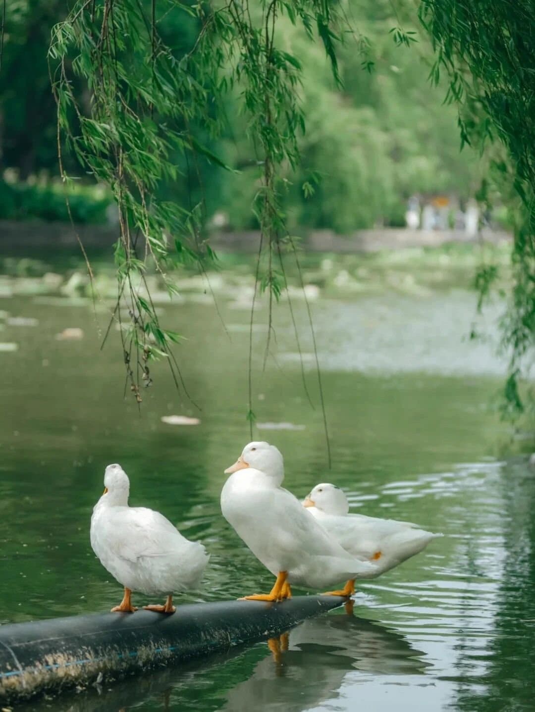 Green Lake Kunming — winter gulls resting on the lake
