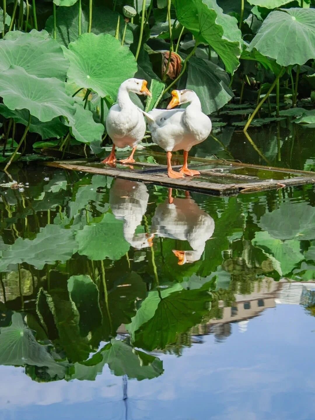 Green Lake Kunming — lotus leaves reflected in still water