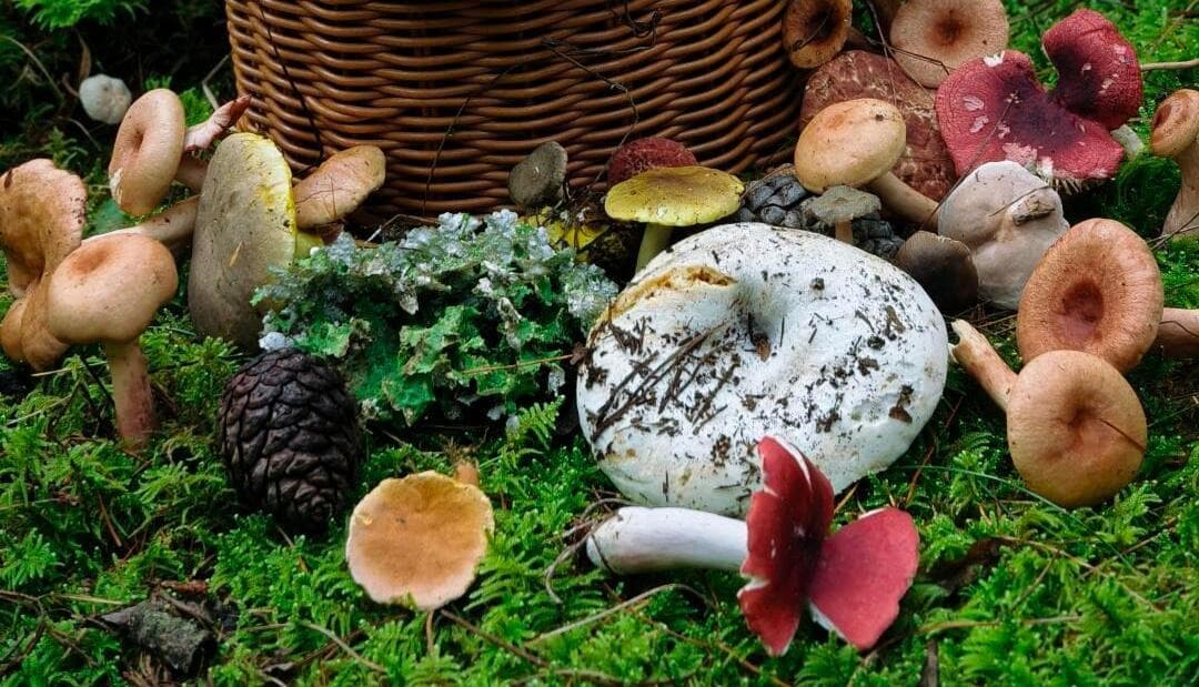 Dali Wild Mushroom Foraging Day Trip
