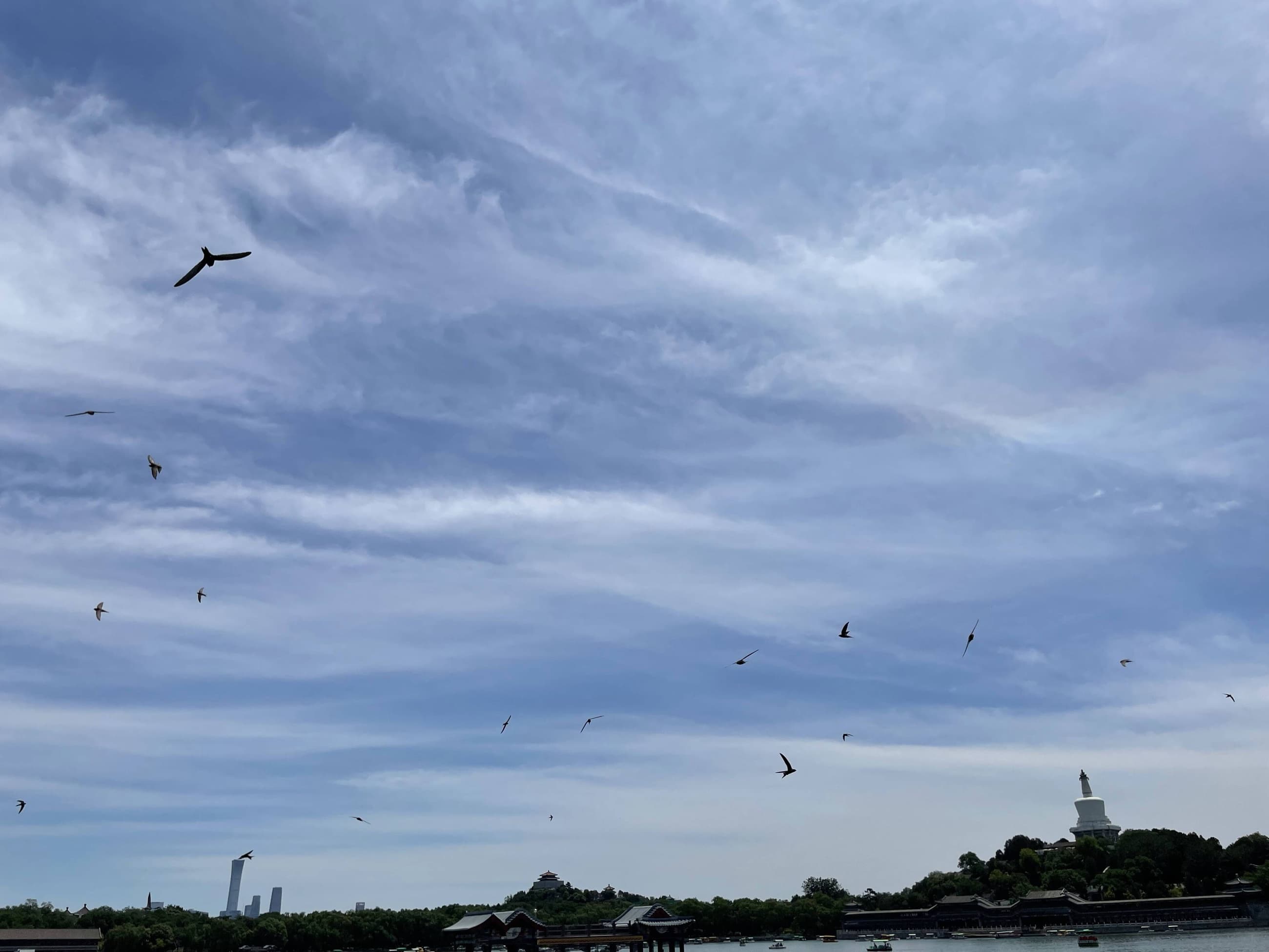 Beijing swifts in flight at Beihai Park