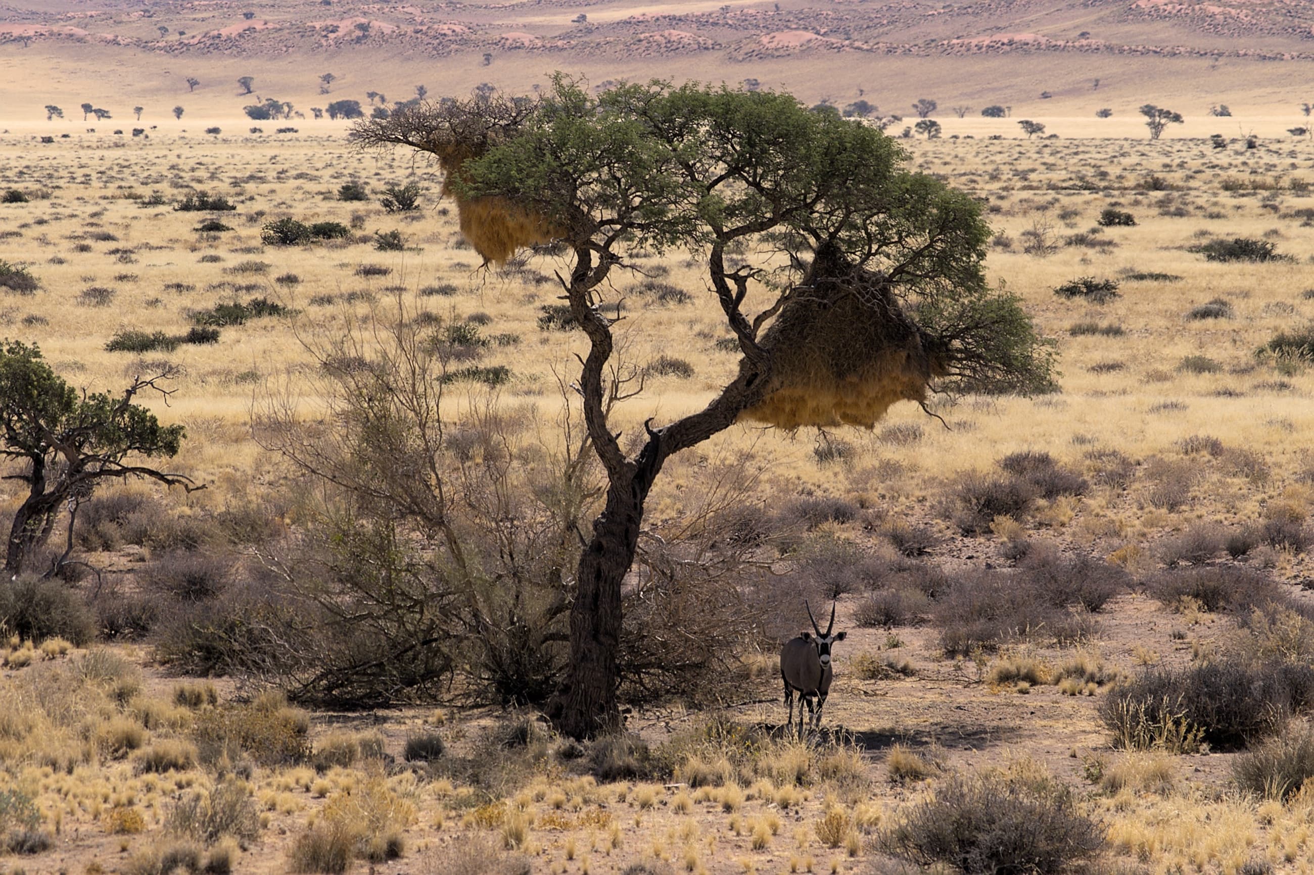 Southern African savanna landscape