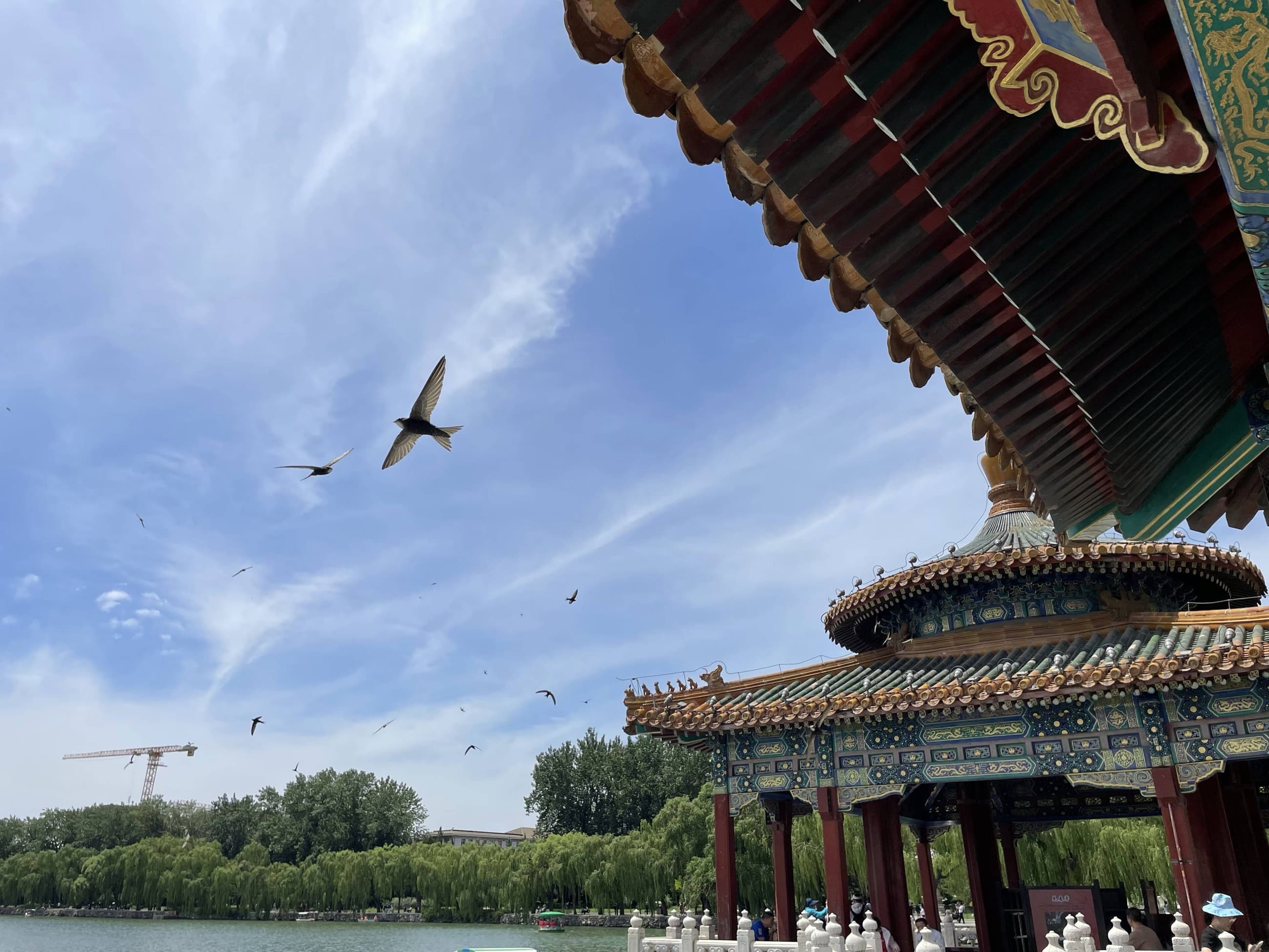 Swifts near Wulongting in Beihai Park