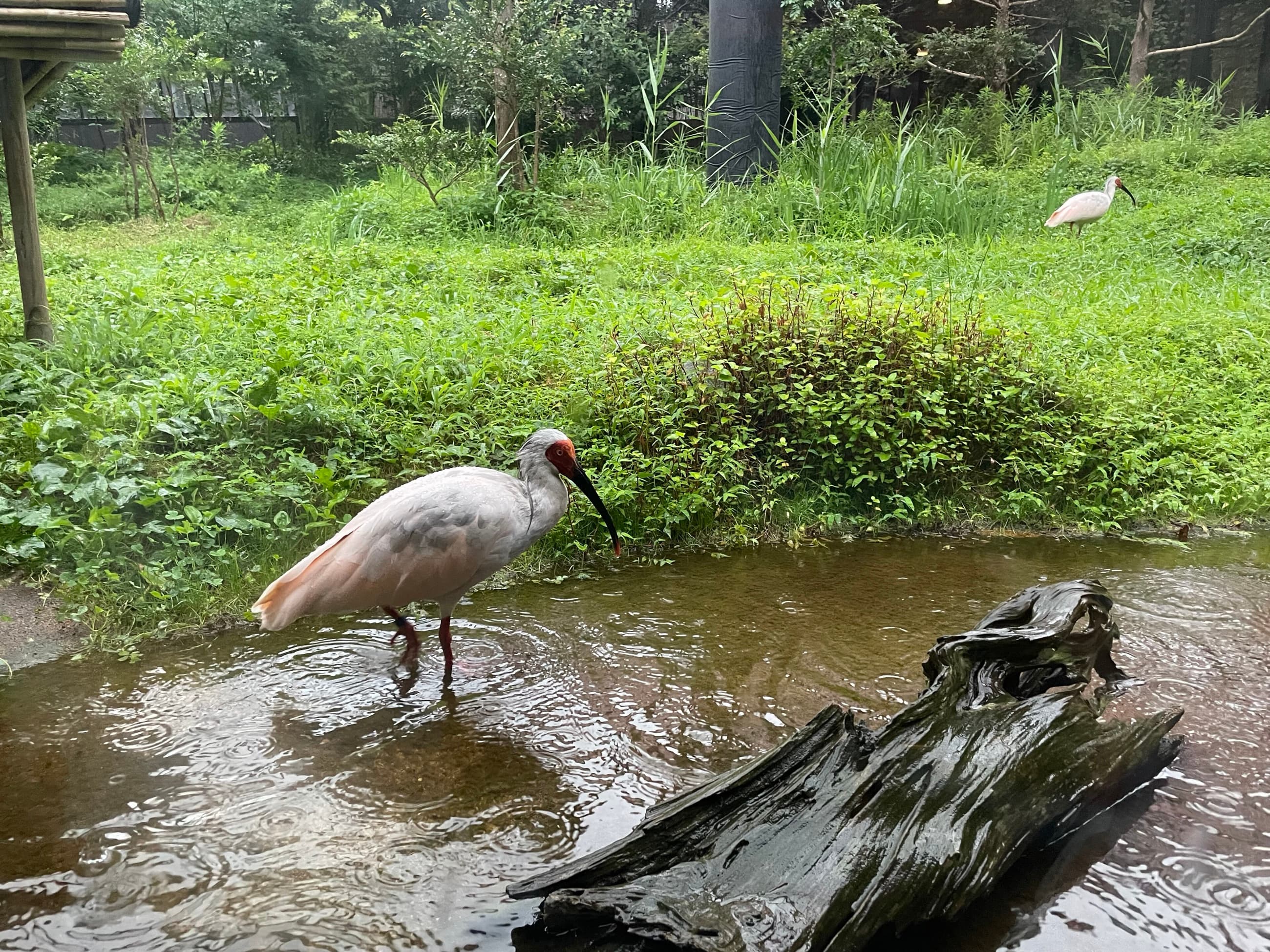 Captive crested ibis at Japan's Sado centre