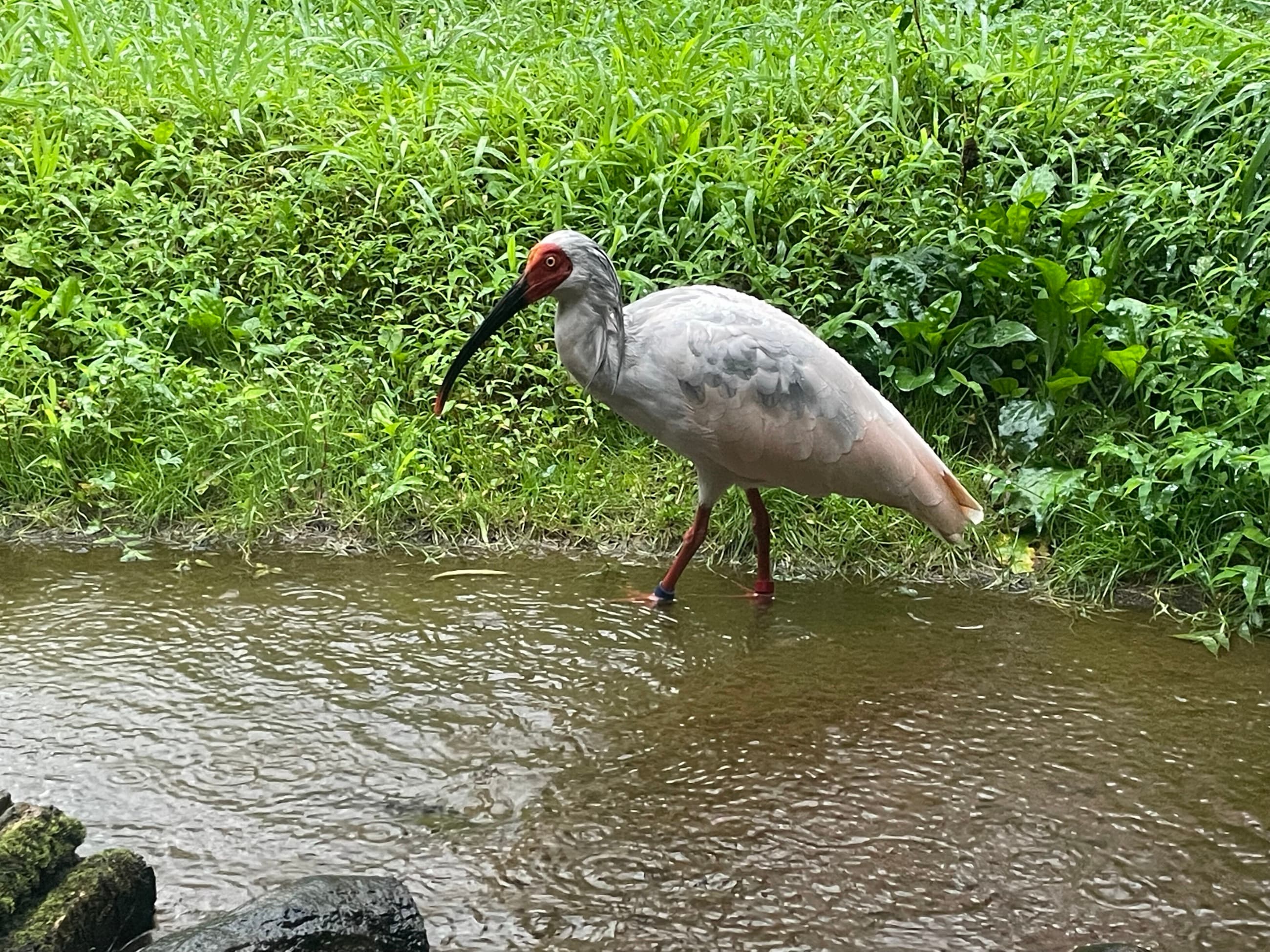 Crested ibis in Japan's Sado conservation centre