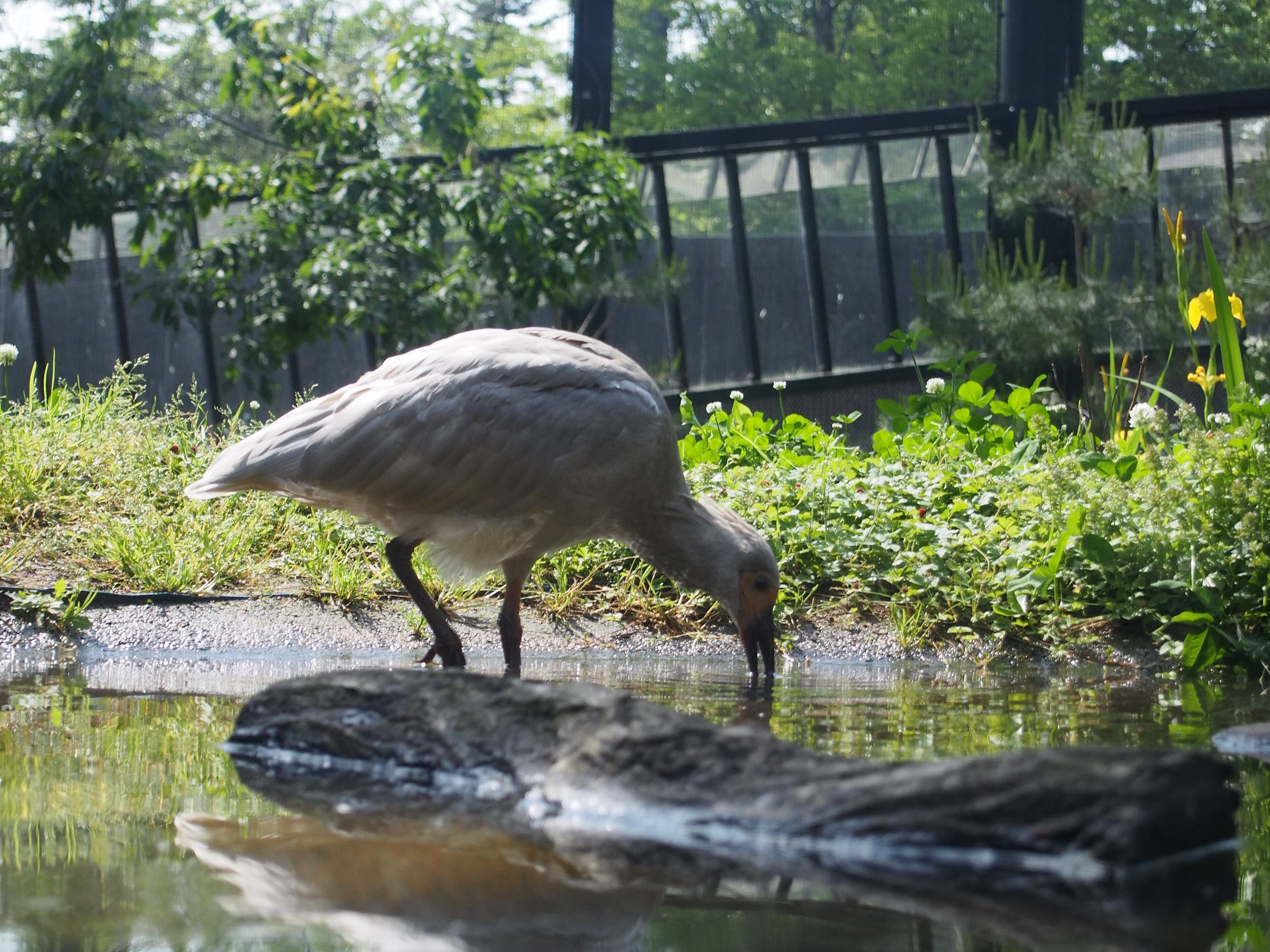 Sado Ibis Conservation Center in Japan