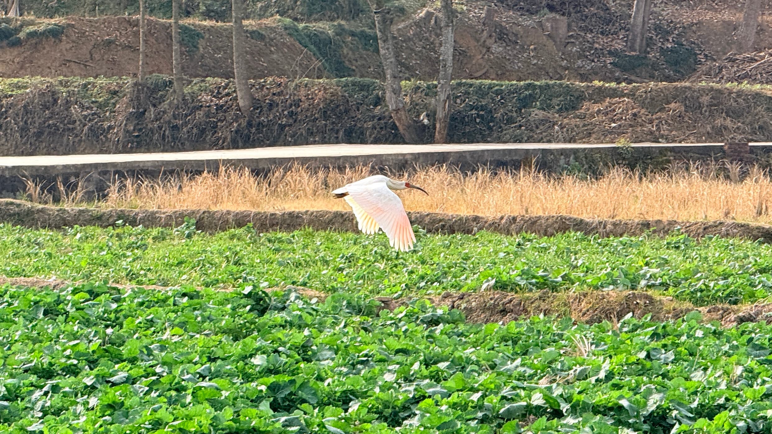 Crested ibis flying in Shaanxi in 2026
