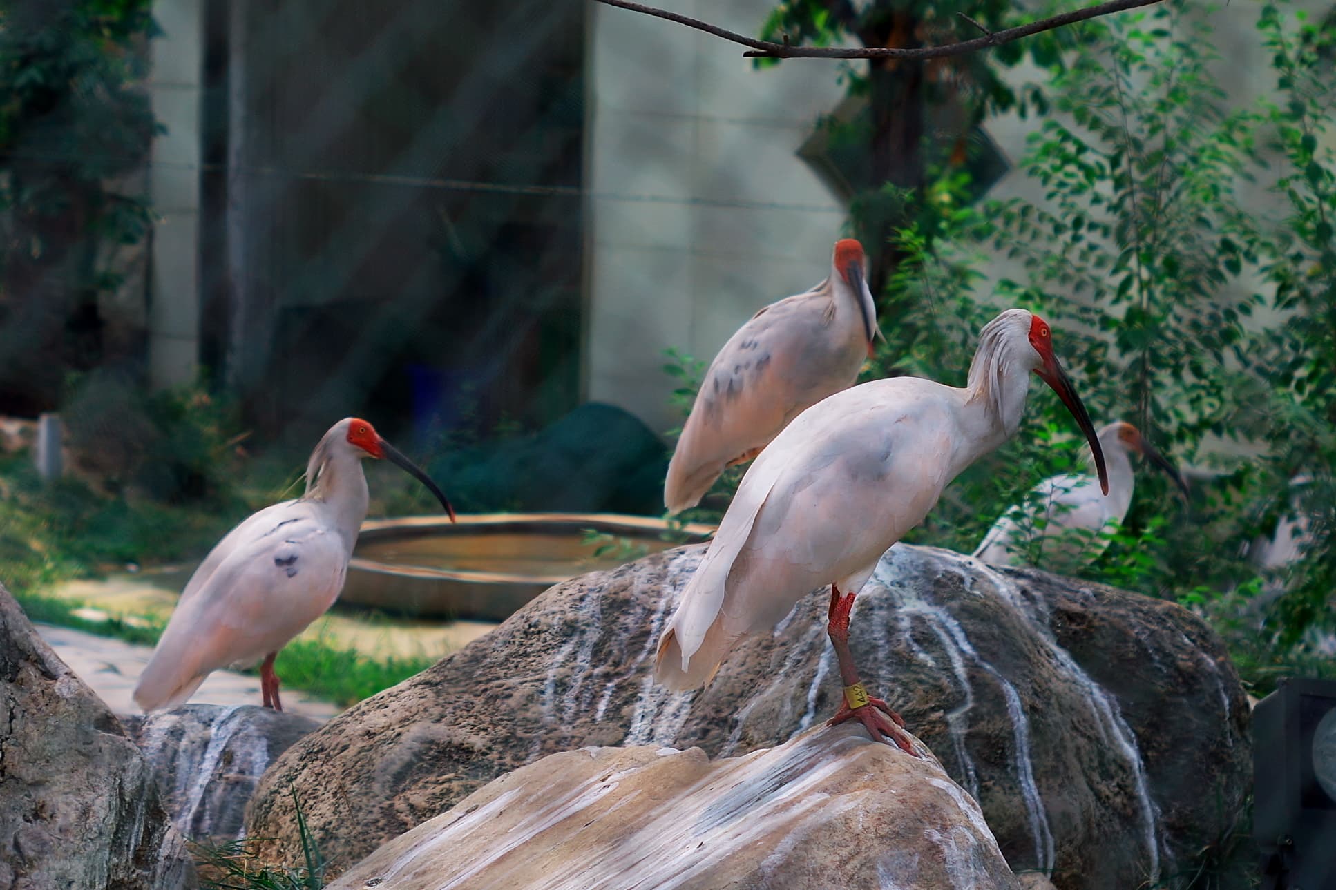 Captive crested ibis in Xi'an