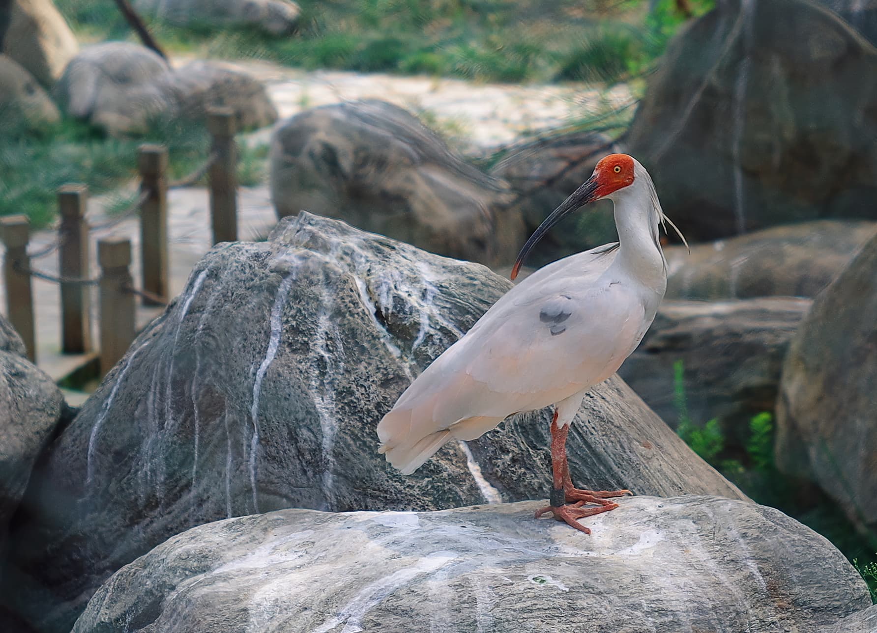 A captive crested ibis in Xi'an