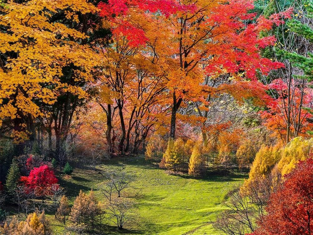 Alpine Meadows