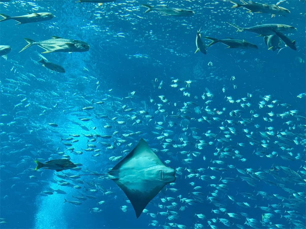 Atlantis Aquaventure Waterpark