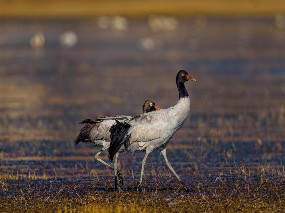 Black-Necked Crane