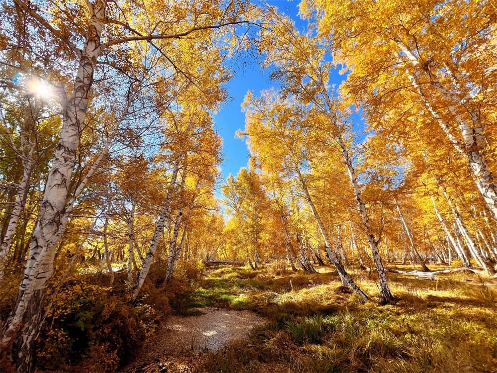 Birch grove
