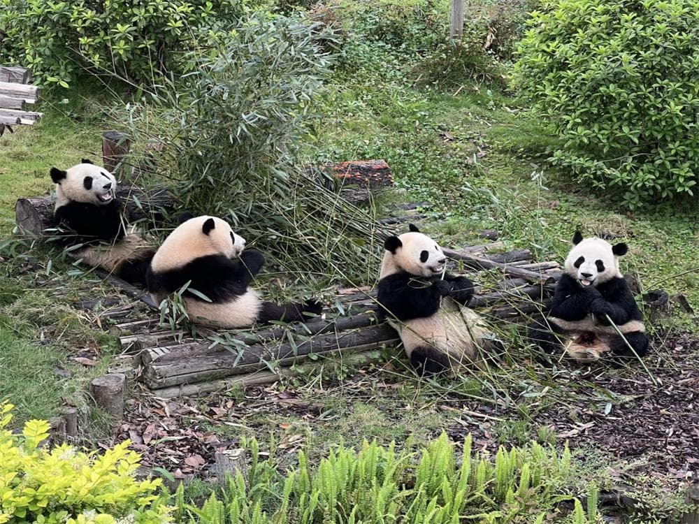 Chengdu Panda Base