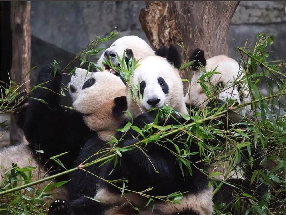 Chongqing Zoo