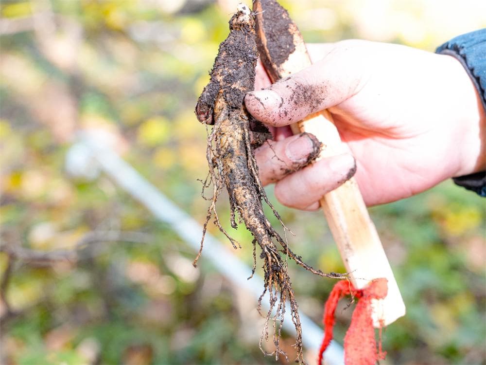 Traditional Ginseng Foraging