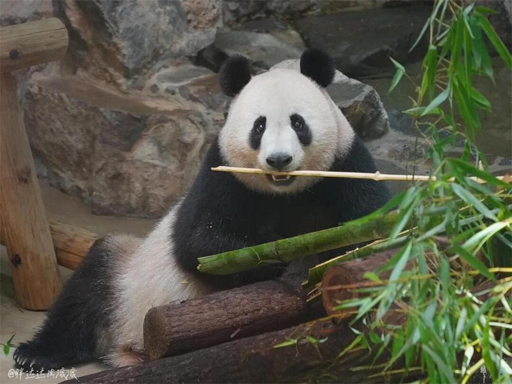 Hangzhou Zoo