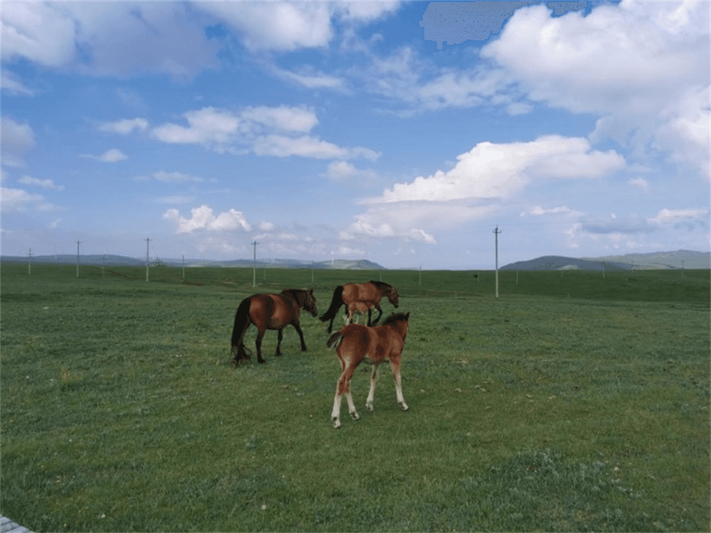 Huitengxile Grassland