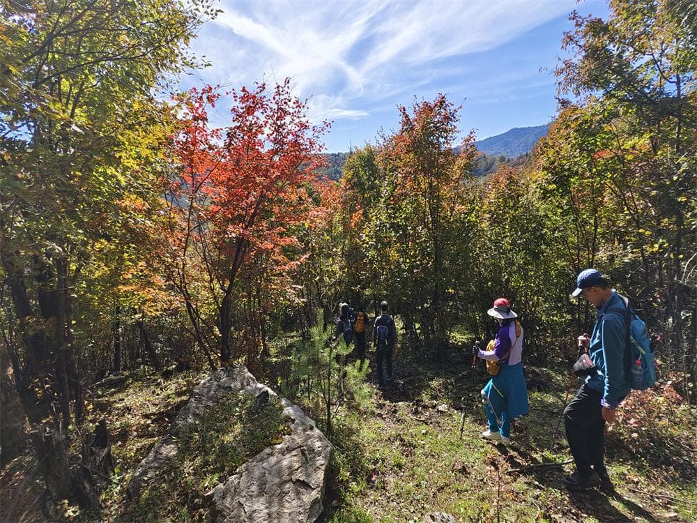 Maple Forests