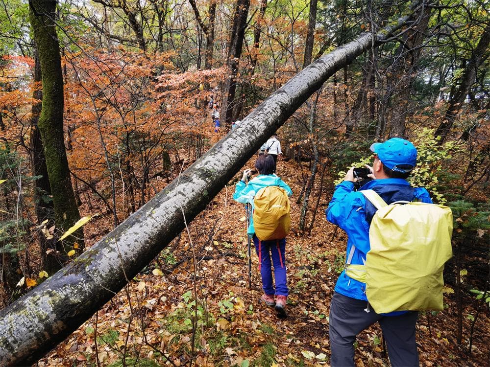 Primeval Forest of Changbai Mountain