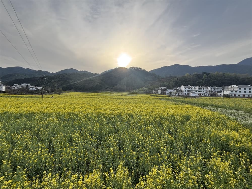 Rapeseed Fields