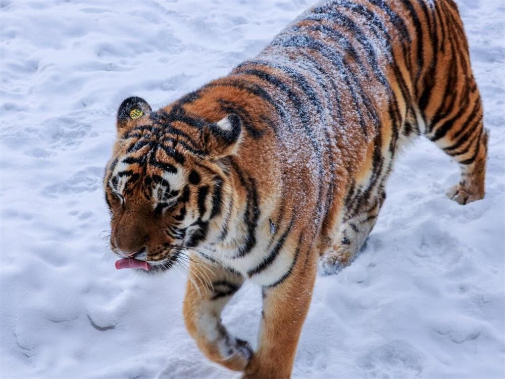 Siberian Tiger