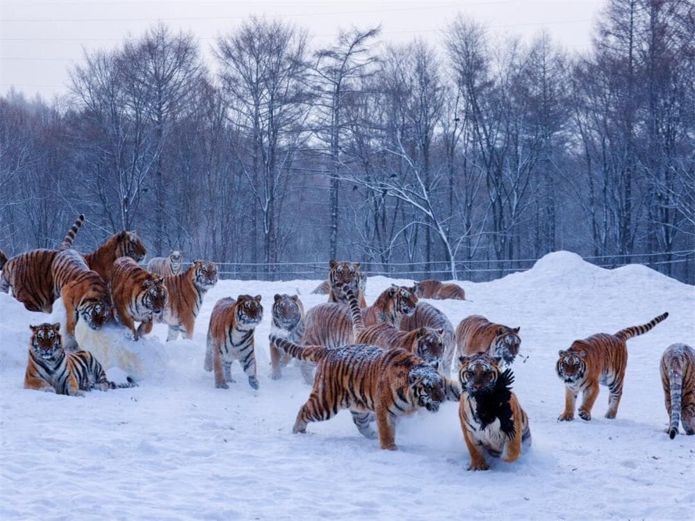 Siberian Tiger Park