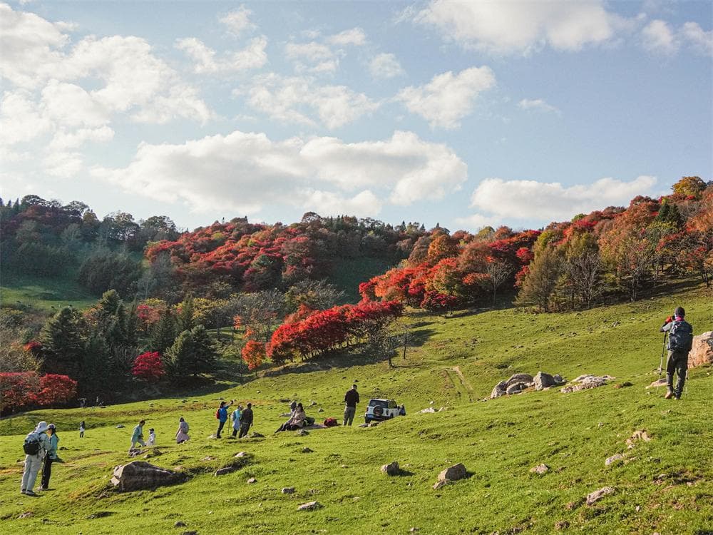 Highland Autumn Meadow