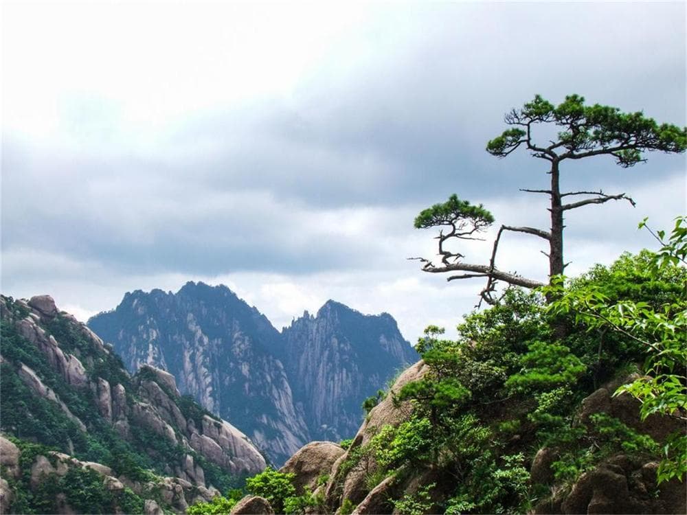 The Guest-Greeting Pine of Mount Huangshan