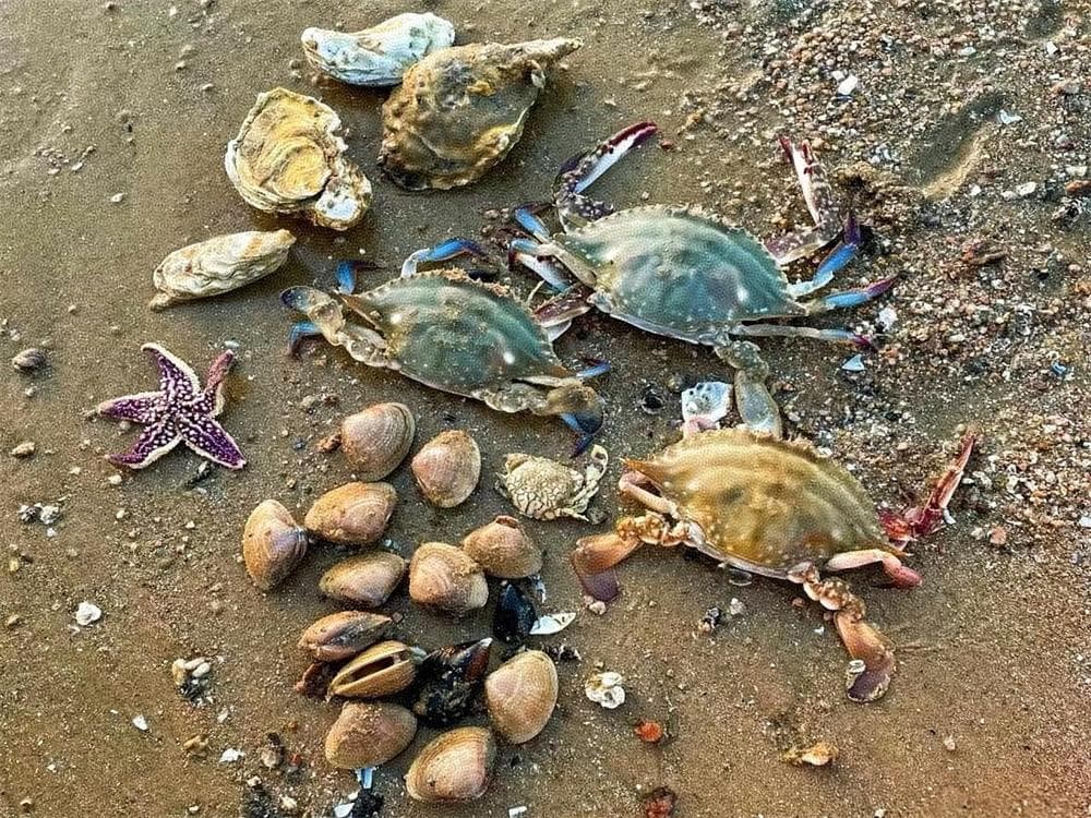 Tidal Treasure Hunt at West Island