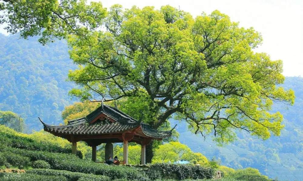 Meijiawu Tea Village