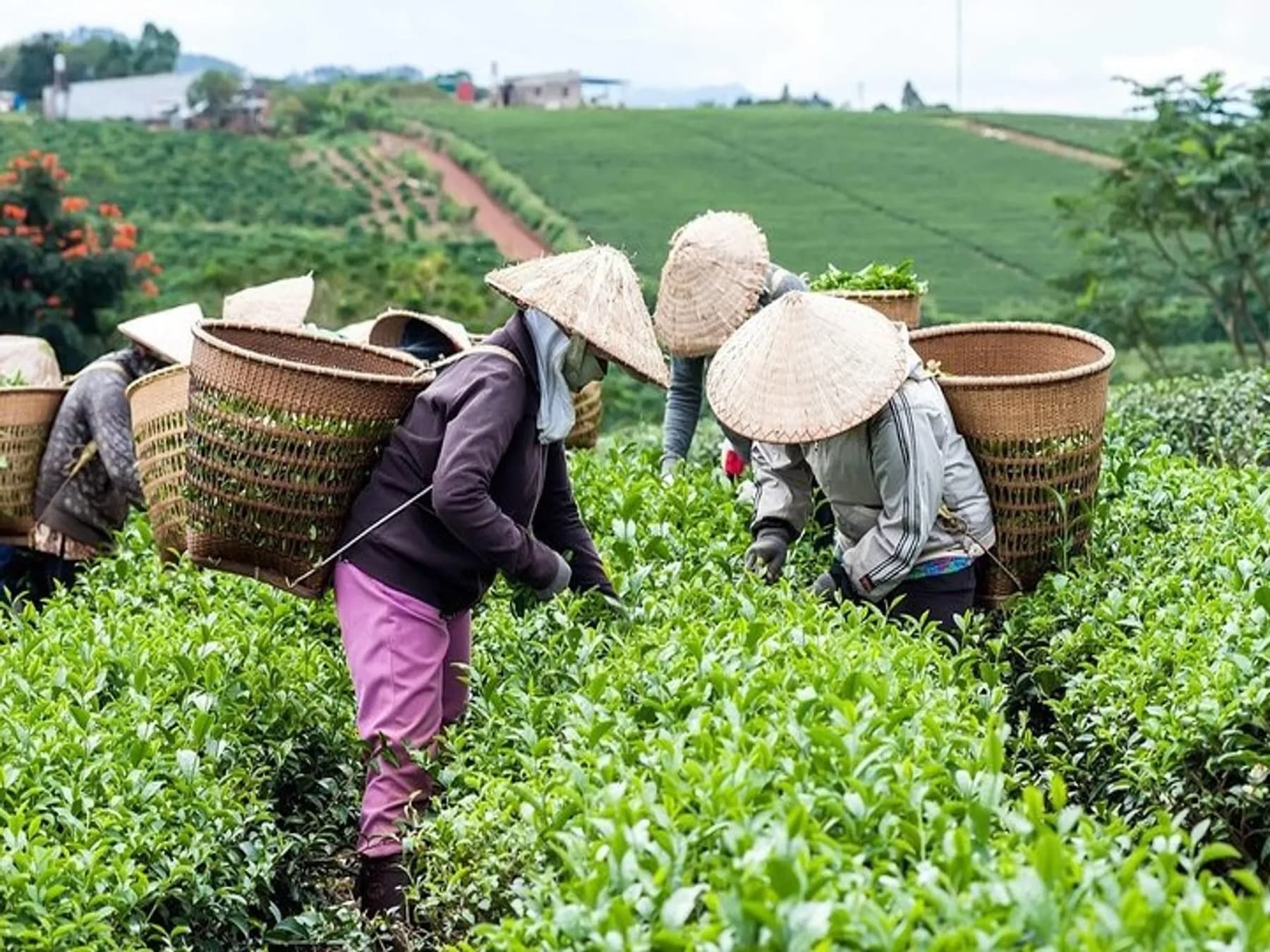 Mountain Tea Terraces