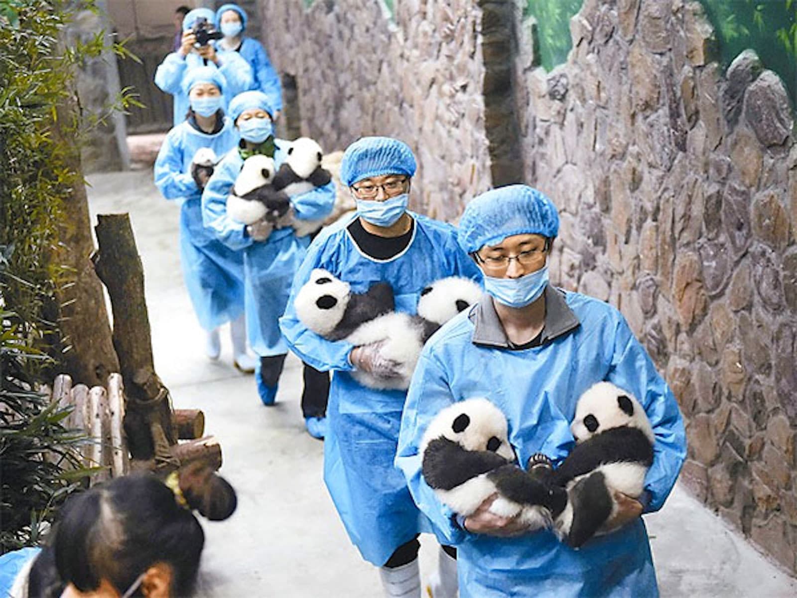 Chengdu Panda Base