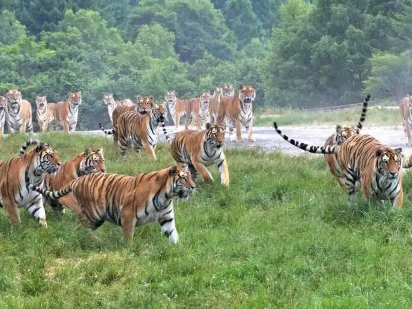 Siberian Tiger Park