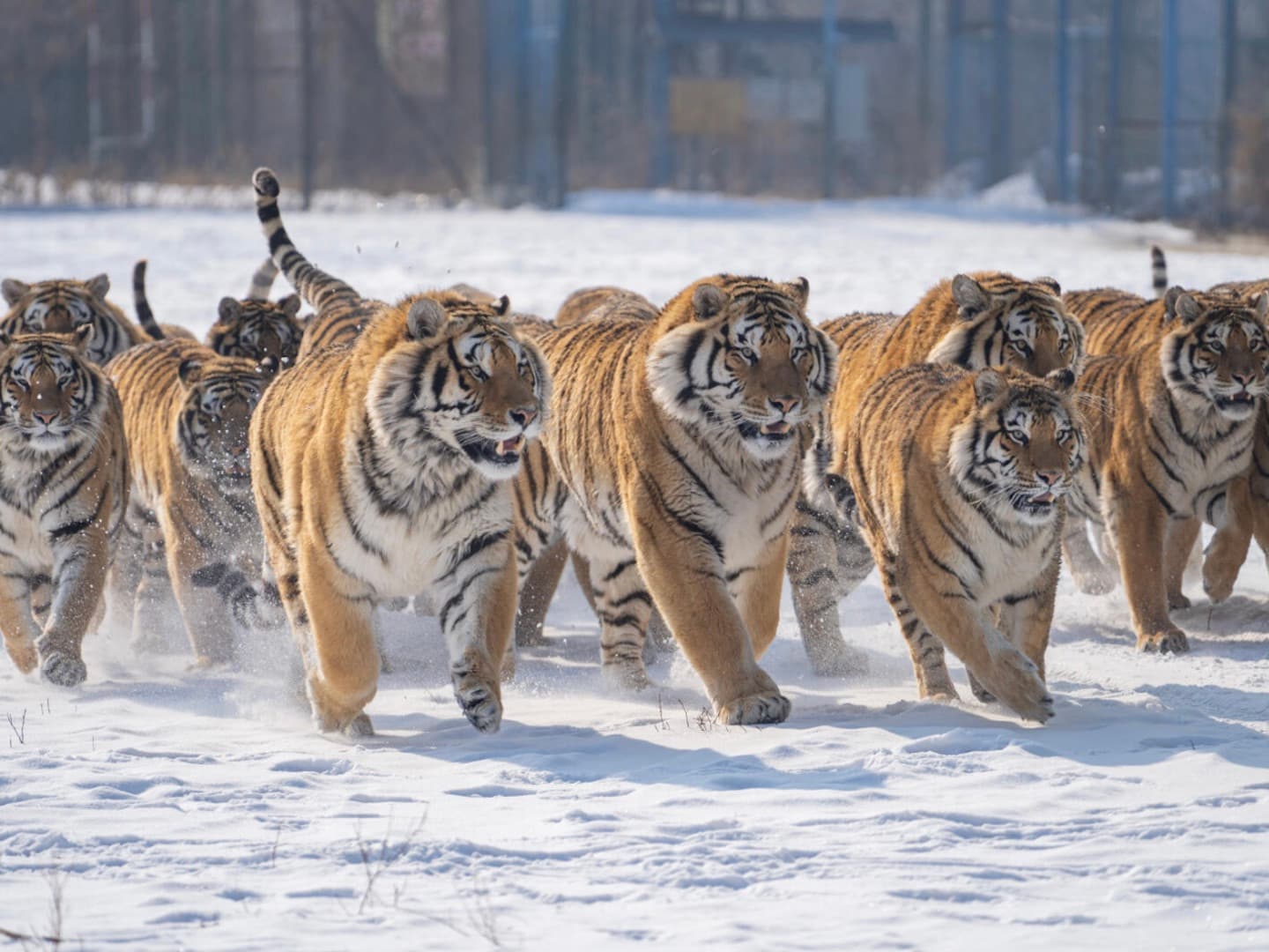 Siberian Tiger Park