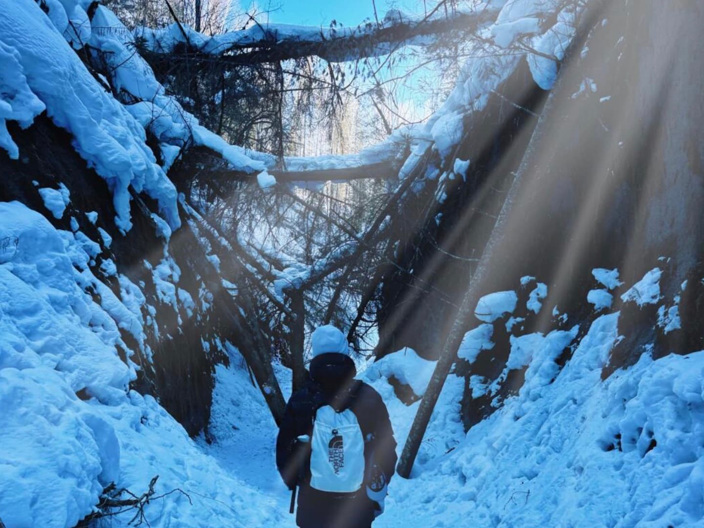 Forest Trekking