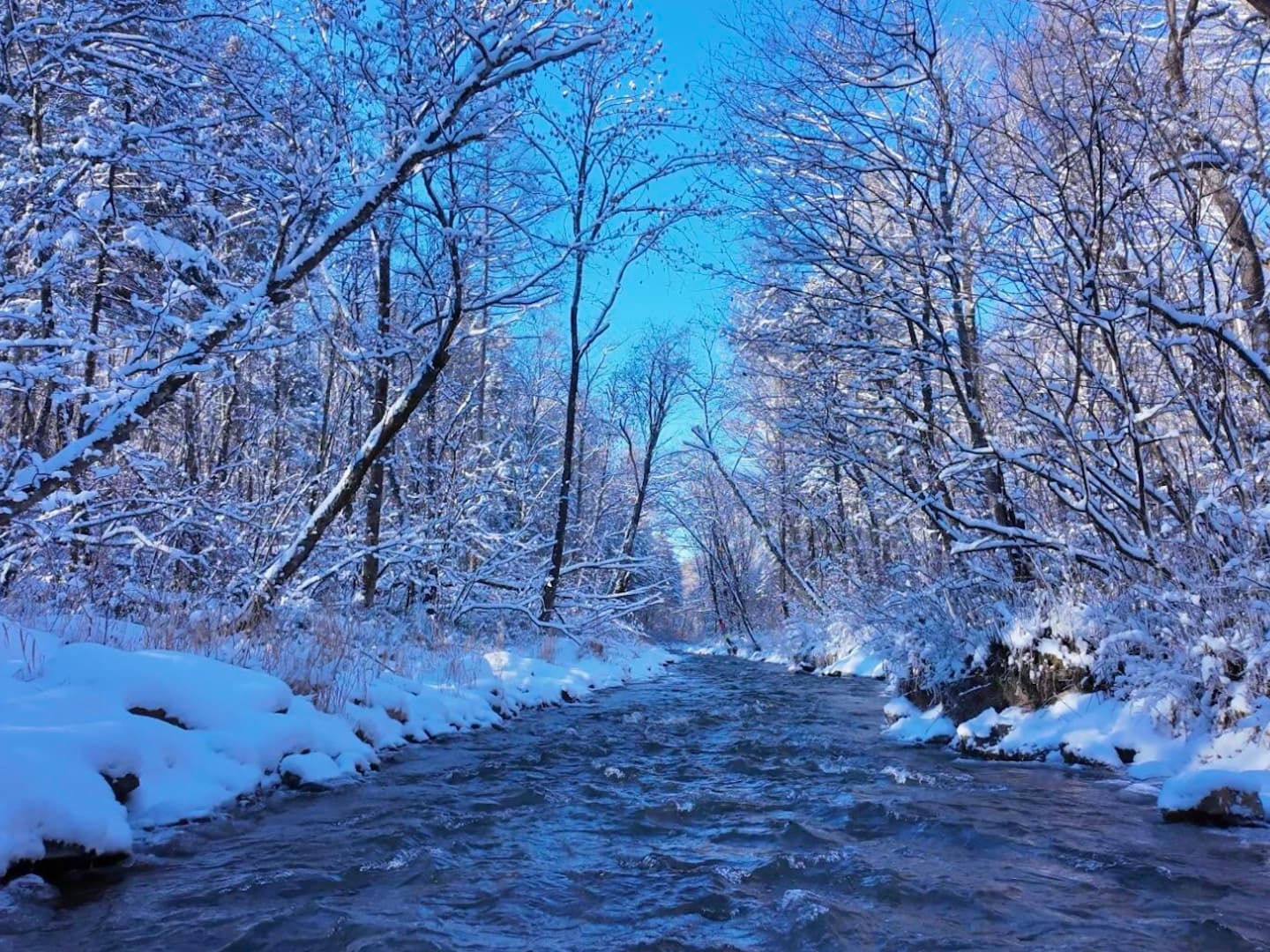 Rime-covered Riverbank
