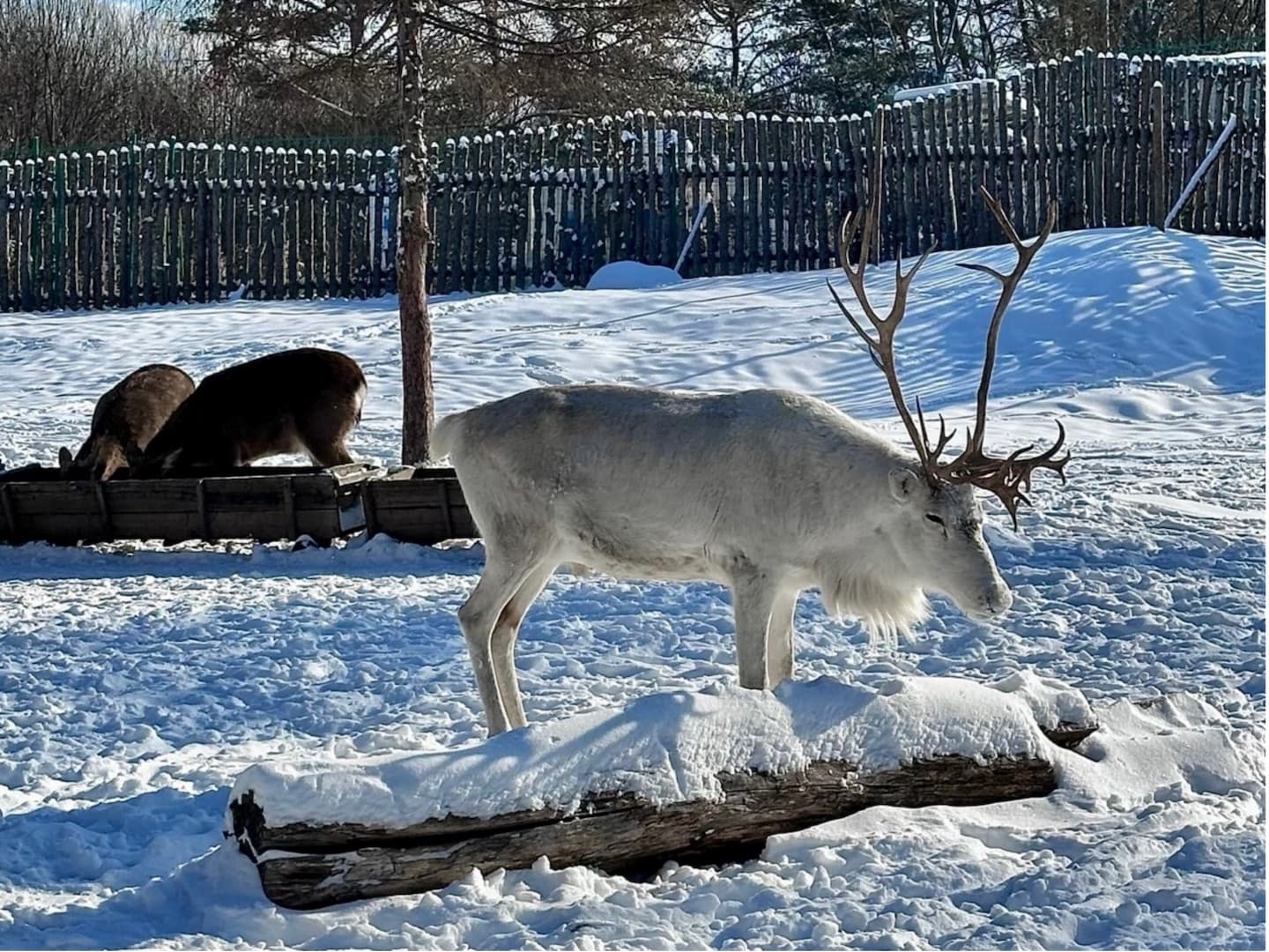Reindeer Park