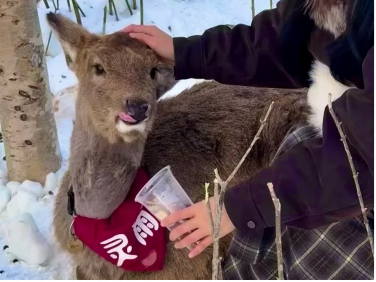 Reindeer Park