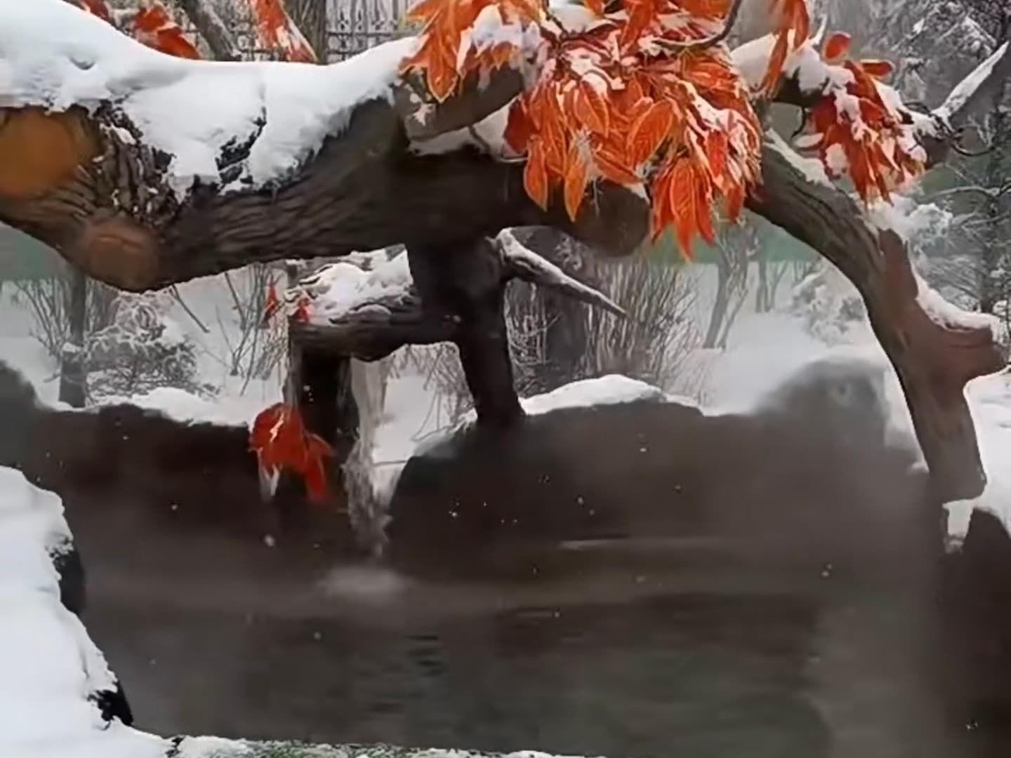 Forest Hot Spring