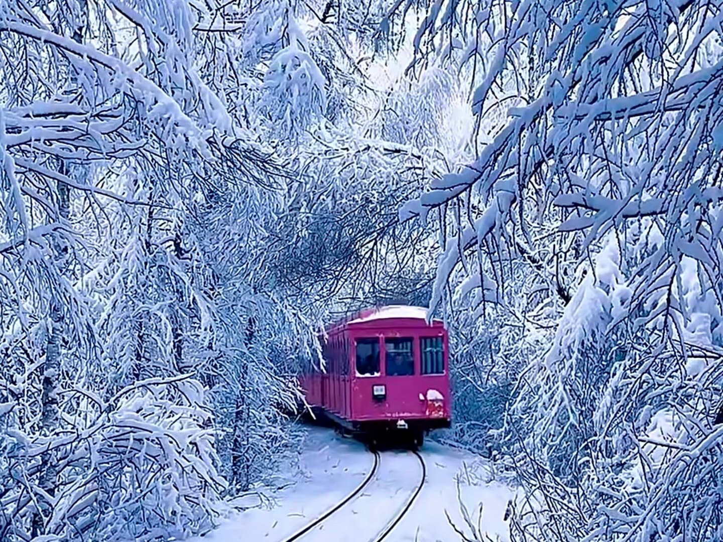 Forest Train